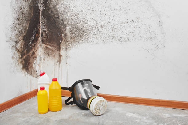 Best Mold Cleaning Services  in Coshocton, OH