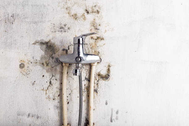 Best Professional Mold Removal  in Coshocton, OH