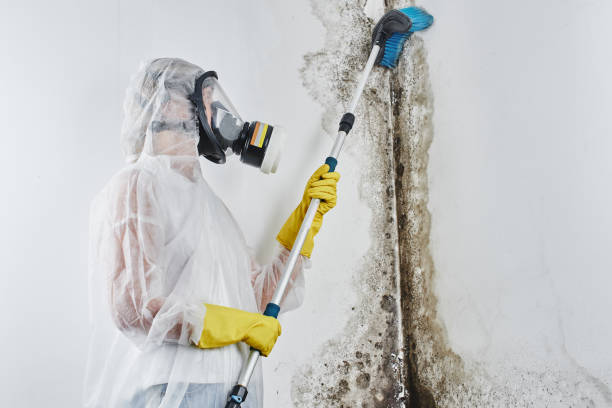 Best Crawl Space Mold Removal  in Coshocton, OH