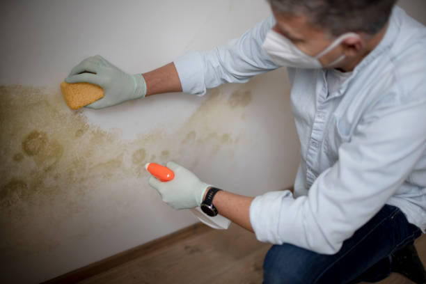 Best Best Mold Removal Companies  in Coshocton, OH