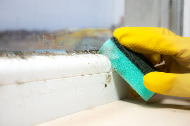 Crawl Space Mold Removal in Coshocton, OH